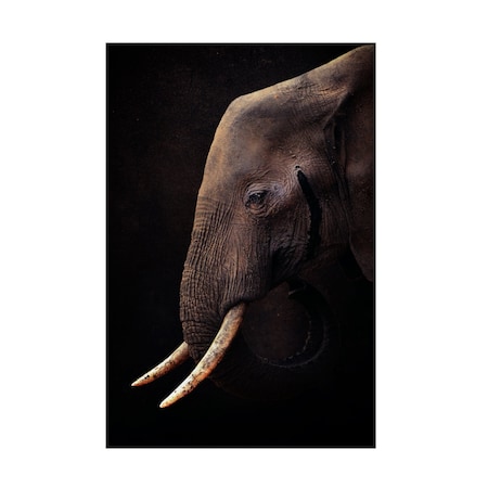 Antonio Grambone 'Elephant Portrait' Canvas Art, 12x19